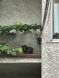 外国人「東京に住んでるが帰宅したら謎の動物がいた、これ何なの？」