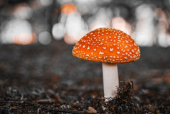 【衝撃】幻覚キノコ、アルツハイマー患者の認知機能を一時的に回復させる
