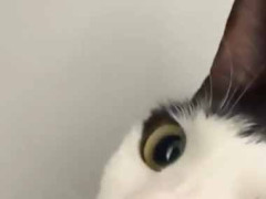 うちのネコはちょっと違う。「吾輩は猫である」 → そんな風格です…