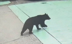 【いつもの】宇都宮に出没したクマ捕獲に「殺さないでくれ」「山に逃がせ」と役所に電話殺到で担当者は疲弊