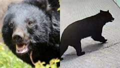 【クマ捕獲でまた…】「殺さないでくれ」「山に逃がせ」役所に電話殺到で担当者は疲弊、“処分して”の声も…