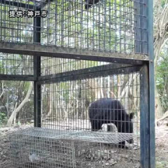 神戸市でクマ出没　センサーカメラが撮影　神戸市内では初の確認　付近のゴルフ場などに注意呼びかけ