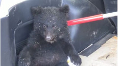クマ捕獲　「殺さないでくれ」「山に逃がせ」役所に電話殺到で担当者は疲弊