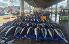 韓国人「日本海でクロマグロが大漁『170匹の巨大マグロ』を韓国漁船が水揚げ！」→「まさに海のロトくじ」