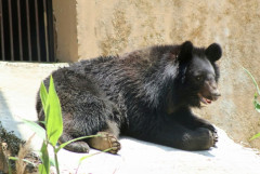 【緊急速報】クマサン、秋田市を包囲か