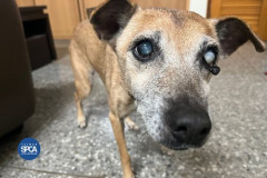 【悲報】実家の老犬の調子が悪いのに、親が病院に連れてかないんだが