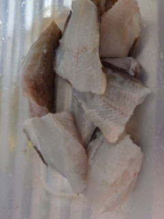 この間 釣ってきたお魚さんを（※画像あり）