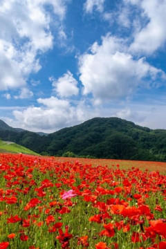 【画像】いい天気だからポピー畑に行ったった