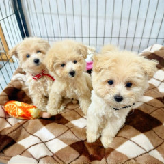 【悲報】ワイ(51)「離婚したし不動産収入あるから犬でも飼お」里親団体「高齢独身は却下」・・・・・・・・・