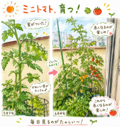 ミニトマト、育つ