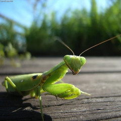 【困惑】外来種カマキリさん、在来種メスを交尾で死なせてしまう