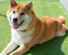 ペット業界「なんでみんな犬を飼ってくれないの！」