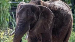【悲報】ゾウに踏まれて死んだ女性、葬儀中にもゾウが現れ再び踏まれる　インド
