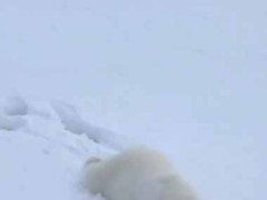 恐ろしい猛獣が雪の斜面にいた。なんだよその「ほのぼの」は！ → やつはこんな動きです…