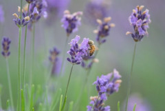 【画像】いい天気だからラベンダー畑で蜂を撮る