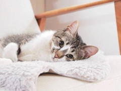 【悲報】猫が寝込む、永遠にｗｗｗｗｗｗｗｗｗｗ
