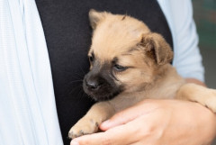 ワイ(51)「離婚したし不動産収入あるから死ぬまで犬でも買お里親募集で」里親団体「高齢独身は却下」