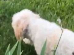 庭にウサギが迷い込んできた。侵入者発見！ 番犬が飛び出した → 結果…