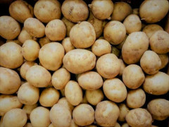 【ポテト王国】 ベルギーでジャガイモ余りが深刻化 価格ゼロに