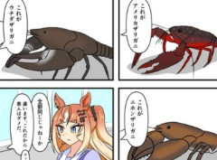 【ウマ娘】フリオーソから学ぶザリガニ学