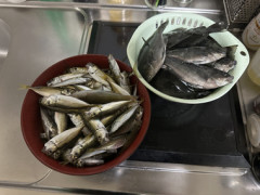 隣の部屋に住んでる釣り好きのおっちゃんから魚大量にもらったんやがどうしたらいいの