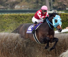 【朗報】オジュウチョウサン、障害競走馬で史上2頭目の顕彰馬入り