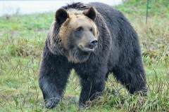 【恐怖】記録開始から「過去最多」のクマ襲来！北海道や九州以外の安全圏ってどこだよおいｗｗｗｗｗ