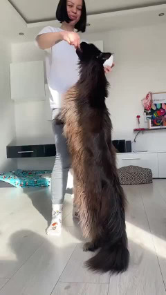 【動画】ネコデカ過ぎるお前らの想像の3倍大きい