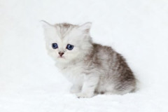 【悲報】捕まえた野良猫さん、全く成長しないｗｗｗｗｗｗｗｗｗｗ