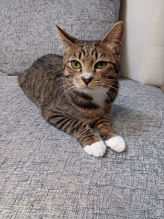 「猫は人間のことを巨大な猫と認識してる」←これ