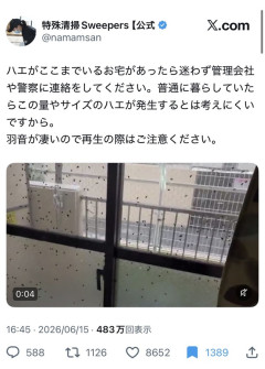 【動画】大量のハエ