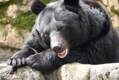 ツキノワグマの主食、ドングリじゃなかった