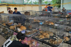 【画像】ベトナム警察「飼い猫窃盗団」を摘発、食肉解体されるところだった400匹救出
