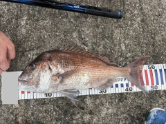 釣りしてるんやがええの釣れた