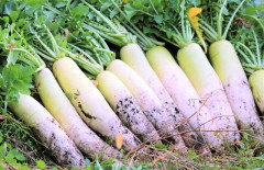 大根の葉を美味しく調理する方法
