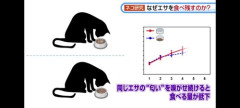 【衝撃】猫ちゃん、同じエサでも匂いを変えるだけで食欲が増す模様ｗｗｗｗｗｗｗｗｗｗ