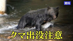 【岩手】漆かきの作業中に襲われたか？男性がクマに頭をかまれたり腰をひっかかれるなどのけが　一戸町