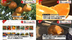 【速報】 流出の紅プリンセス、ついに中国で栽培する農家に直撃→「優れていておいしい物を輸入するのに抵抗はありません。中国人にもおいしいものを食べさせたいでしょう？」