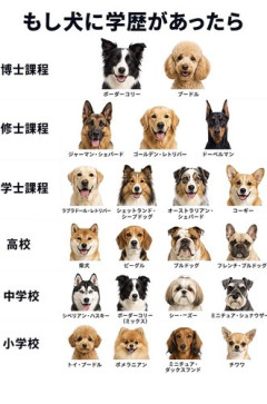 【悲報】有識者「犬種による知能のtier表作った」