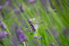 【画像】いい天気だからラベンダー畑で蜂を撮る🪻🐝📸