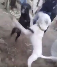 【動画】犬の喧嘩、ガチでヤバいｗｗｗｗｗｗｗｗｗｗｗｗｗｗｗｗｗｗｗｗｗｗｗｗｗｗｗｗｗｗｗｗｗ