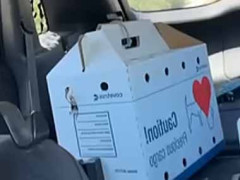 彼女をケースに閉じ込めて病院へ向かっていた。このぉ～！ → 車の中でこうなった…