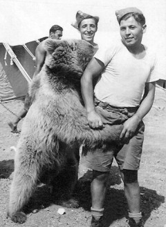 ポーランド「ヒグマを軍事利用したろ!」