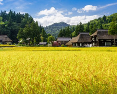 【困惑】農業の効率化・大規模化って賛成？反対？