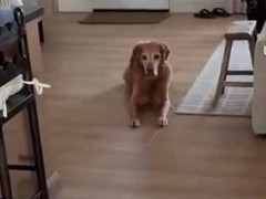 彼らはこの時を待っていた。今日は庭のプール開きだ！ → こうなった…