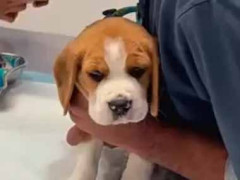 子犬は初めての体験だった。チクッとな♪ → 注射の後はこうなります…