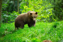 【動画】ヒグマ親子と遭遇した北海道民たちが頭おかしい