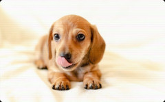 旦那が「俺が世話するから！」と言うから子犬を迎えたんだけど、1週間で「本の通りにいかない！」と音を上げて…