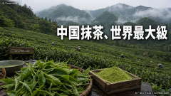 【速報】中国、抹茶生産量で世界トップに。日本の抹茶製品にも続々採用され始める