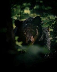 実際、山で遭難して野営しようとしたらクマに遭遇した場合どうすればいいの？